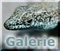 pln fotogalerie